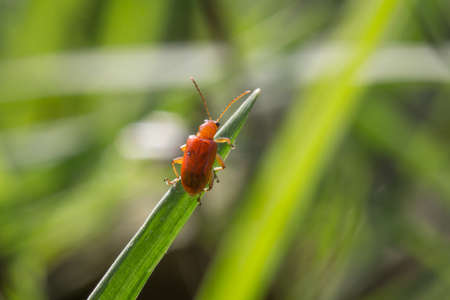 Pumpkin beentle , Aulacophora similis (Olivier) , An orange beetle perched on the grass in the park.
