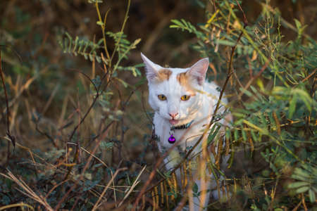White cat with orange stripes on its head walking in the forest.の写真素材