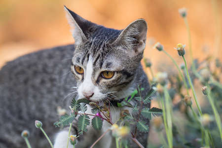 Kitten Tabby is eating leaves in the park.