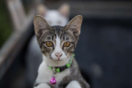 The front image of the cat Tabby staring at us.