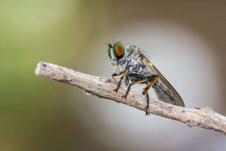 Robber flies (Insecta: Diptera: Asilidae) , Insects perched on branches in nature with blurred...