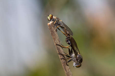 Robber flies (Insecta: Diptera: Asilidae) , Insects perch on the branches and are mating in nature...