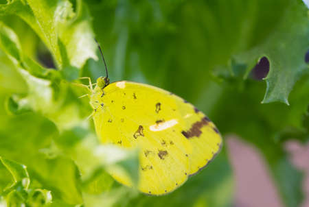 Common Grass Yellow , Eurema hecabe (Linnaeus, 1758) A yellow butterfly is hiding behind the...
