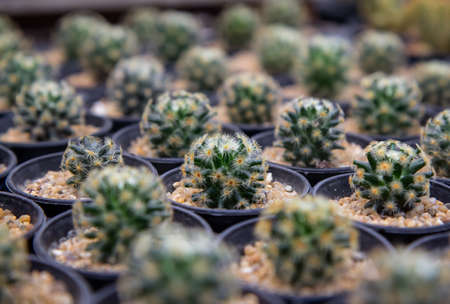 Desert plant "Mammillaria schiedeana Ehrenb. Ex Schltdl.", Grown in pots, placed in a nurseryの写真素材