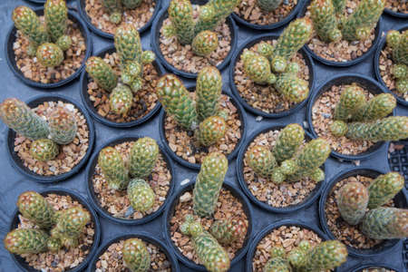 Lady Fingers, Golden Stars (Mammillaria elongata)Long, finger-like cylindrical desert plants in a...