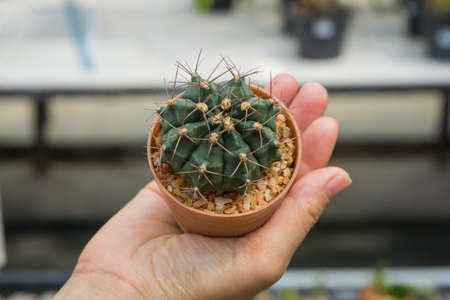 Cactus species Gymnocalycium mihanovichii is planted in a pot in the palm of a woman.