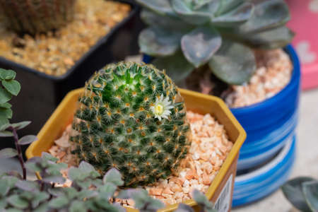 Cactus species "Mammillaria schiedeana Ehrenb. Ex Schltdl" bloom white in the greenhouse.の写真素材
