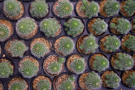Picture top view Cactus Rebutia planted in a pot in the nursery