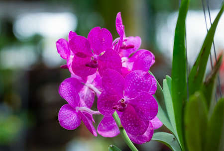 Orchid species "Mikasa" pink that is cultivated in the farm.の写真素材