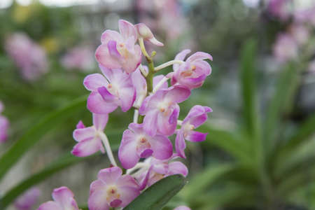 Orchid species "Vascoastillis Veerawan" hasSmall pink flowers on a nursery farm.の写真素材