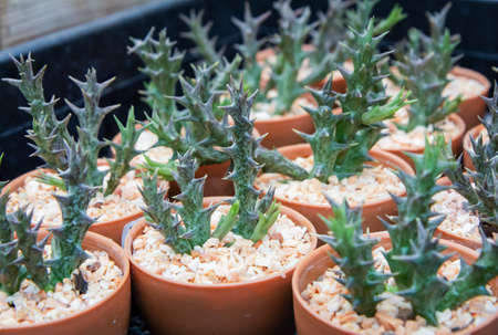 A succulent plant named "Huernia" is grown in pots in greenhouses.の写真素材