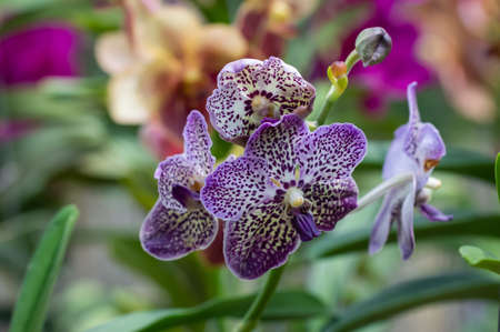Orchid species Vanda The petals are white with purple pattern. Cultivated in greenhouses.