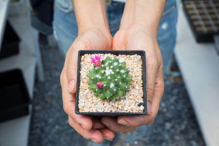 The cactus (Mammillaria bucareliensis cv. ERUSAMU) is grown in a pot in the palm of a woman in a...