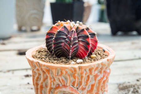 Cactus species (Gymnocalycium Friedrichii LB2178 Cactus) planted in a pot placed in a greenhouse.の写真素材