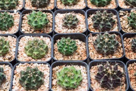 Cactus species (Gymnocalycium), planted in pots in greenhouses