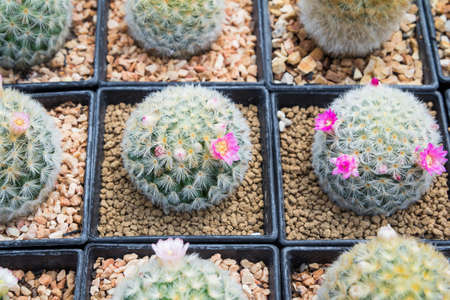 Cactus species (Mammillaria bocasana roseiflora), planted in a pot of beautiful pink flowering in...