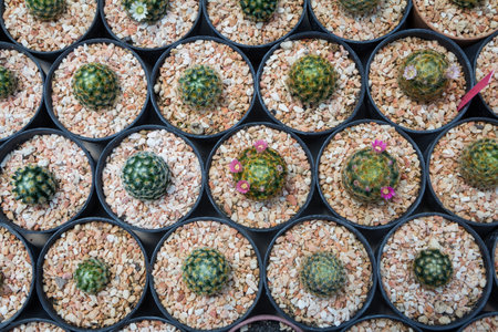 Bird's-eye view of the cactus (Mammillaria Schiedeana), grown in a pot in a greenhouse.の写真素材