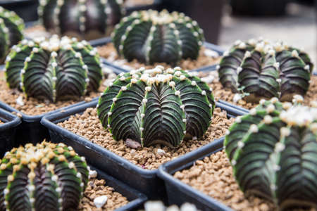 Cactus species (Gymnocalycium mihanovichii LB2178), planted in pots, leaving pods in greenhouses.の写真素材