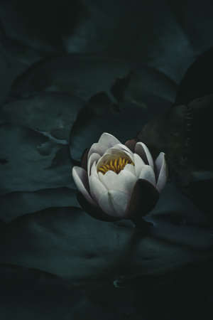 White Water Lilyの写真素材