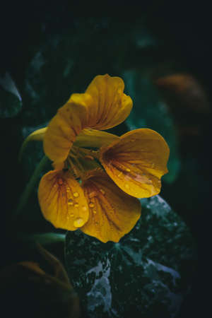 Garden Nasturtiumの写真素材