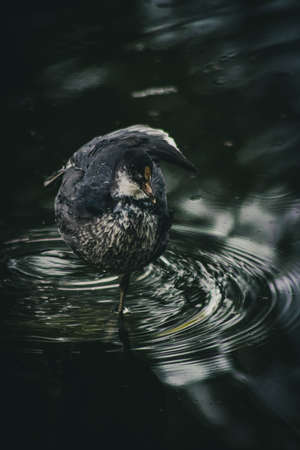 Eurasian Coot chickの写真素材