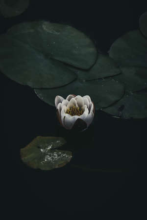 White Water Lilyの写真素材