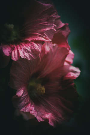 Common Hollyhock