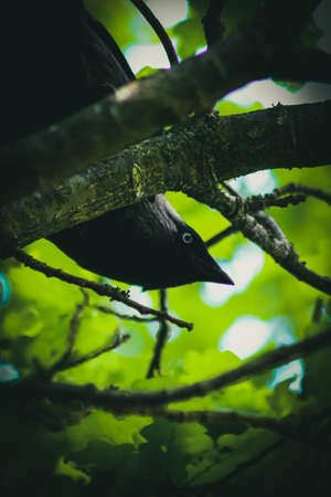 Hooded Crow observingの写真素材