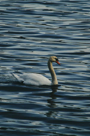 Mute Swanの写真素材