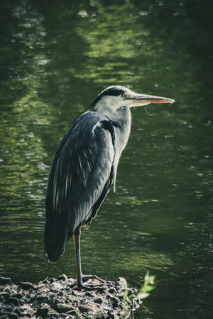 Grey Heronの写真素材