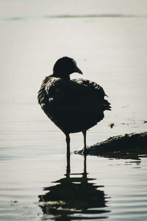 Eurasian Coot silhouetteの写真素材