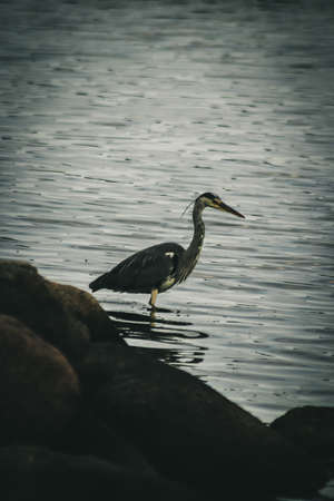 Grey Heronの写真素材
