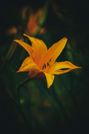Yellow Daylilyの写真素材