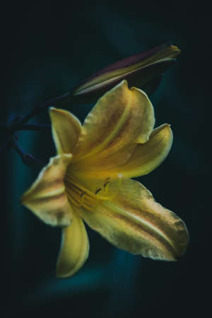 Yellow Daylilyの写真素材