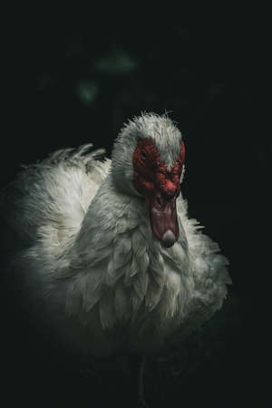 White Muscovy Duckの写真素材