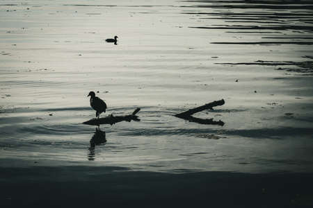Eurasian Coot silhouetteの写真素材