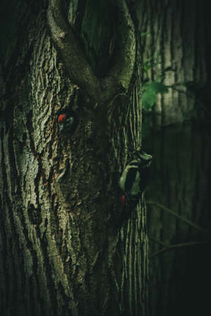 Great Spotted Woodpecker feeding his chicksの写真素材