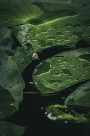 Water Lily leaves in the rainの写真素材