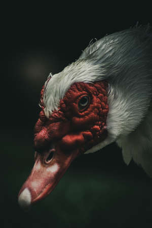 White Muscovy Duckの写真素材