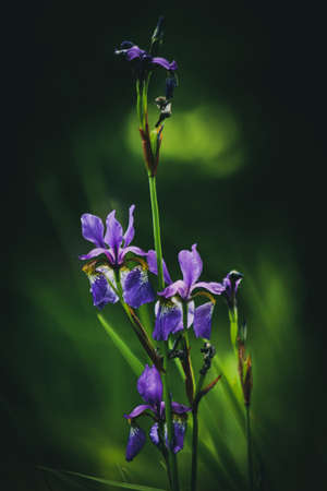 Northern Blue Flag Irisの写真素材