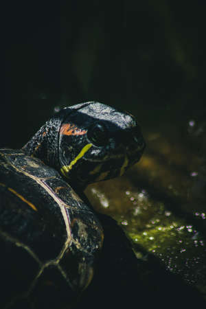 Water Turtleの写真素材