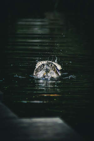 Mallard taking a showerの写真素材