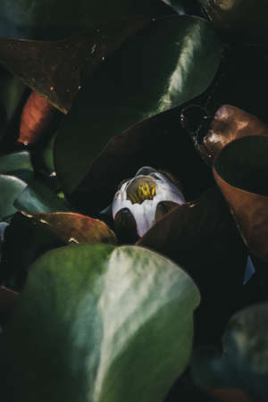 White Water Lily budの写真素材