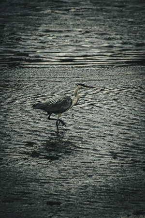Grey Heron huntingの写真素材