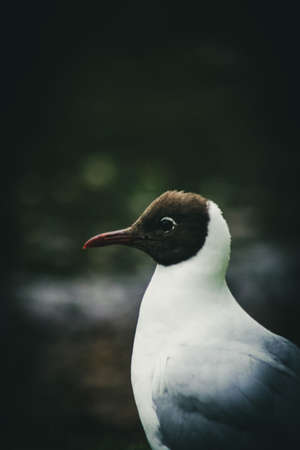 Andean Gullの写真素材