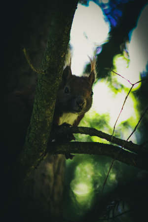 Red Squirrelの写真素材