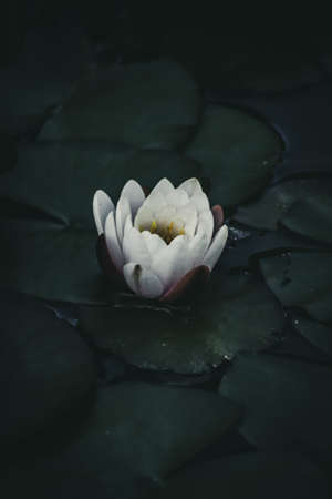 White Water Lilyの写真素材
