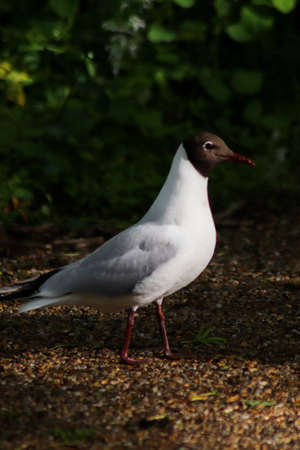 Andean Gullの写真素材