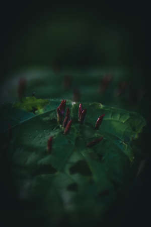 Infected Leafの写真素材