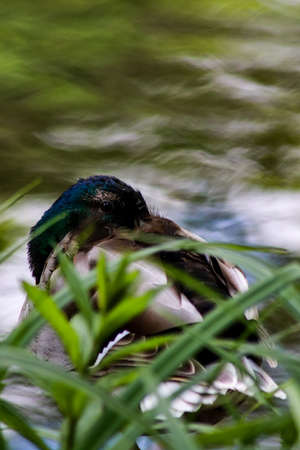 Mallard observingの写真素材